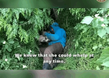 M1008012_She Couldn Walk But Her Will to Live Was Strong Mother Silent Cry_part2