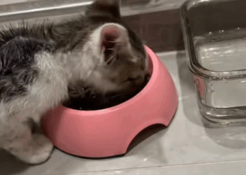 M1008011_rescued kitten that fell from up high. rescue kitten fyp anima…_part2