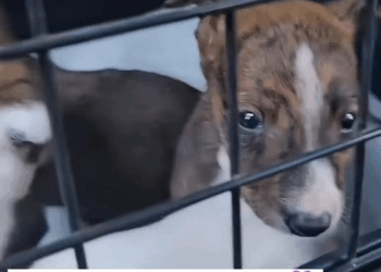 M1008009_Family Dog saved foryou animal dog puppy abandoned rescue neip…_part2