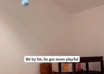 M1008010_rescued an abandoned skin-and-bones Sphynx cat. rescue kitten sph…_part2