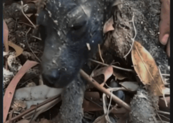 M1008015_Buried in Trash and Left to Die This Puppy Rescue Is Nothing Short of Miracle Full story in cᴑmments Animal life_part2