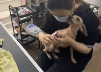 M2907039 Her last owner might had electric bike too dogrescue poodle part2 Copy