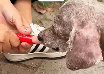 M1008018_incredible transformation of this dog rescued before and after rescu…_part2