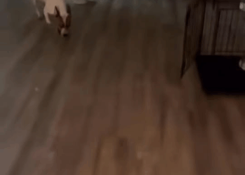 M1008014_WE HAVE CHICO He hasn been adopted…he looking for forever hom…_part2