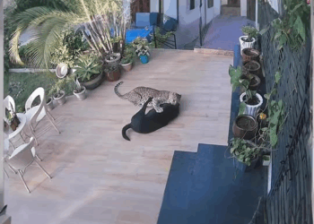 M1008016_leopard attack dog animal_part2