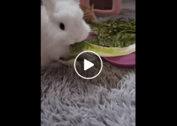 M0708018 Cute rabbit rescue rescueanimals animals animalsoftikt