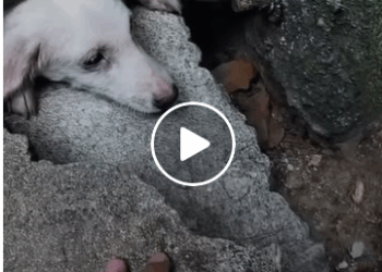 M0708023 dog dogrescue fyp fypviralシ part2