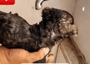 M1008019 The little dog struggled to escape but couldn and then it could on