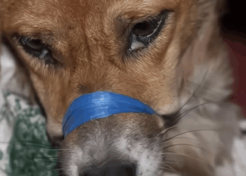 M1008020 These dogs were found like this they were all rescued and are doi