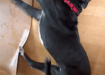 M1008022 The Mother Heartbroken Seeing PitBull Dog Seizure Strong Painful Dang