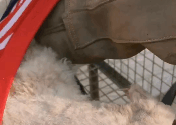 M2907040 We will try our best to give him home dogrescue doglover part2 Copy