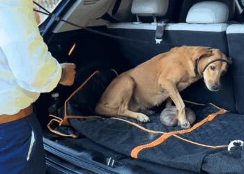 M1008023 Causa animal so se faz verdadeiramente com muito amor dedicação Hoj