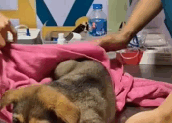 M1008024 Rescue and adopt puppy rescue adoption RescueMission RescueDog