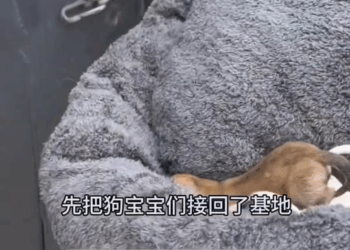 M1008025 part rescues poor dog fyp foryou dog dogs rescuesdog poordog