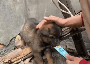 M1008026 The poor puppy was abandoned by its owner