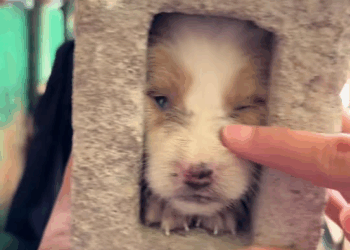 M1008029 bat kasi sumuksok ka diyan no fypシ puppy animals viral cutie a