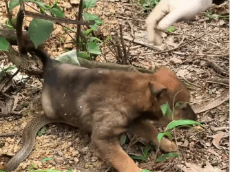 M1008010_The man rescue an orphan puppy from herd of poisonous snakes in the…_part2