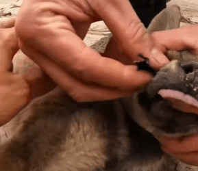 M1008012_The man rescued puppy on the road and then r…_part2