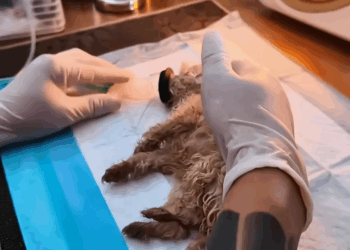 M2907041 Rescue puppy animal animalsoftiktok rescueanimals rescue puppy