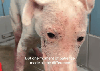 M1008030 Update Safe with ThisisHouston This sweet girl isn availabl