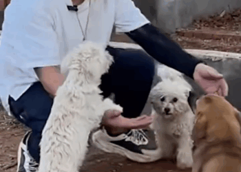 M1008032 rescued dog finds an owner and home part2