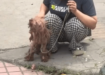 M1008033 Watch This Poor Dog Get Second Chance M44 part2