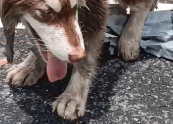 M1008034 please help this poor dog part1