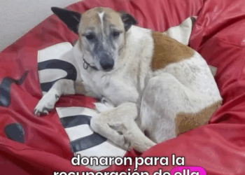 M1008037 Manchitas algo le hicieron no sabemos qué la encontramos en ese potrero pasando un río ningún taxi paró para llevarnos la clínic part2