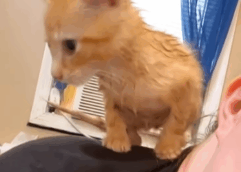 M1008039 Rescue poor kitten