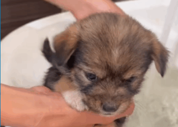 M1008040 Rescue poor puppy