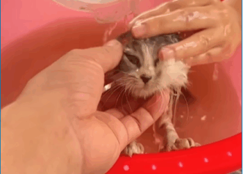 M1008041 Woman rescues abandoned kitten