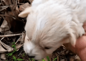 M2907042 Rescue puppy animal animalsoftiktok rescueanimals rescue puppy