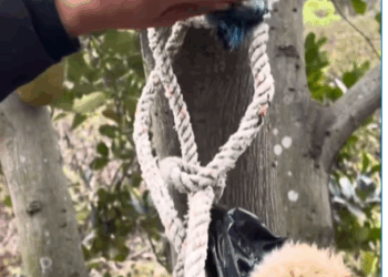 M1008042 Rescue puppy rescue rescueanimals rescu