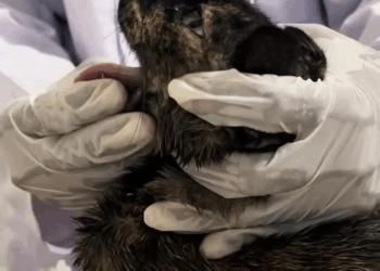 M1008043 Thanks for rescuing the cat family but what happened to them before part2