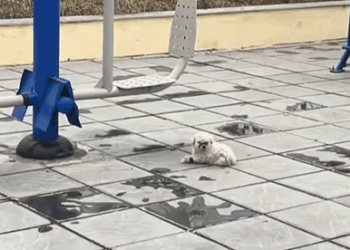 M1008028 Rescue puppy rescue rescuedog rescueanimals