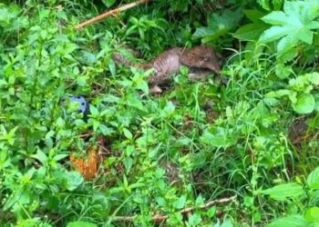 M1108001 Mãe seu cachorrinho ficaram trancados por meses part2