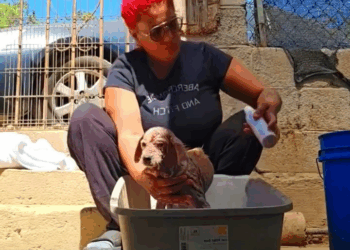 M1108003 Su UNICO Hogar era este Neumatico part2