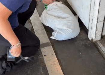 M1108004 Dear humans