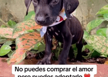 M1108005 Quien puede 4b4ndon4r algo tan lindo part2