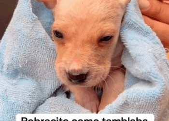 M1108006 Ellos merecen recibir amor cuidado Jose Delgado part2