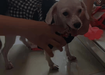 M2907043 Rescue puppy animal animalsoftiktok rescueanimals rescue puppy