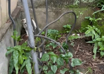 M1108012 Woman Uses Her Nightgown To Rescue Terrified Puppy part2