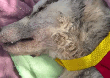 M1108013 El cuerpo es lo más banal es tan desechable el alma es la que mientras viva en los corazones de la gente que nos amó será eterna Así part2