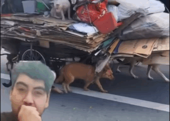 M1108015 Su hogar eran unas tablas cartones en medio de la carretera fypシ viralシ viralreelsシ reelsfbシ viralreels fypviralシ reelsfypシ part2