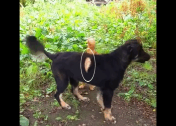 M1108016 Este Hombre Encontró un Tesoro AQUI part2