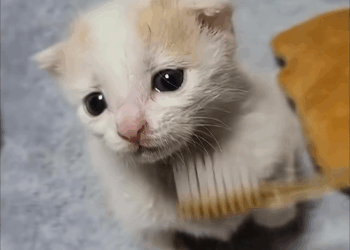 M2907044 Rescue kitten on the road animal animalsoftiktok rescueanimals part2 Copy