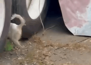 M1108018 EN ADOPCIÓN La recuerdan Ella es Lolita I