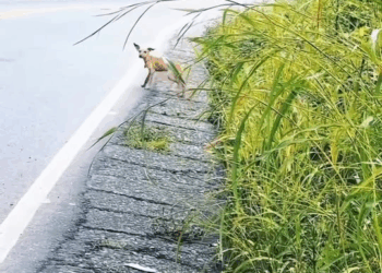 M1108020 Por favor no los las times Tu Mascotica part2