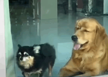 M1108022 No hay alimento Estamos pasando por un momento muy complicado en el refugio los perritos del refugio ya no tienen croquetas en un part2