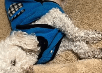 M1108023 Perrita poodle abandonada en malas condiciones El Mundo De Jan part2